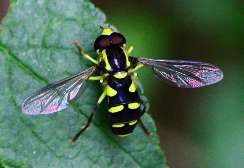 Philhelius pedissequus